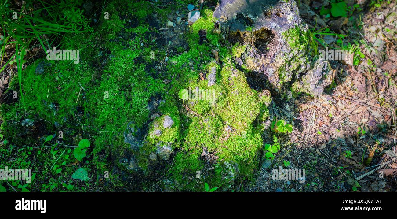 Old tree stump with moss hi-res stock photography and images - Alamy