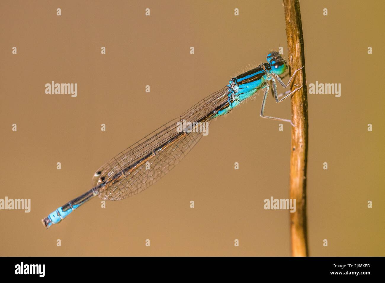 The scarce blue-tailed damselfly or small bluetail (Ischnura pumilio) is a member of the damselfly family Coenagrionidae, male. Stock Photo