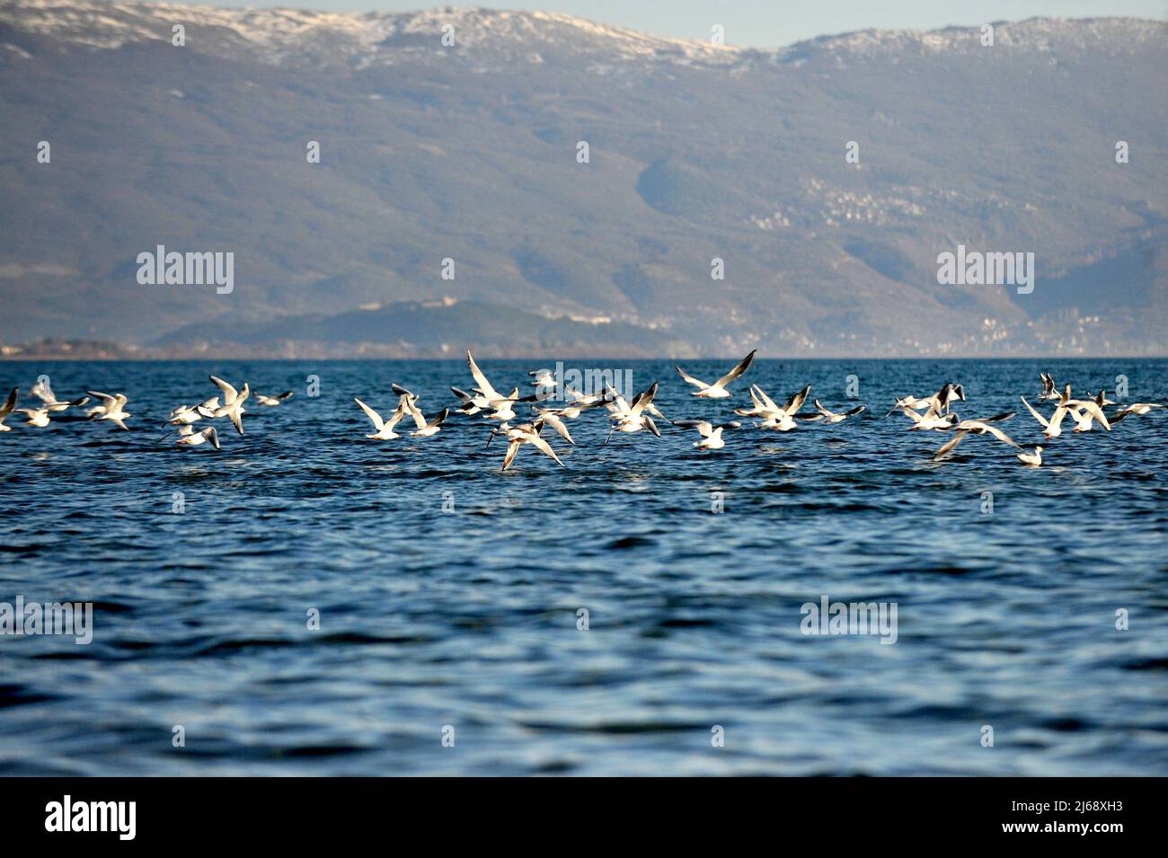 Birds On A Lake Ohrid In Macedonia Stock Photo Alamy birds-on-a-lake-ohrid-in-macedonia-stock-photo-alamy