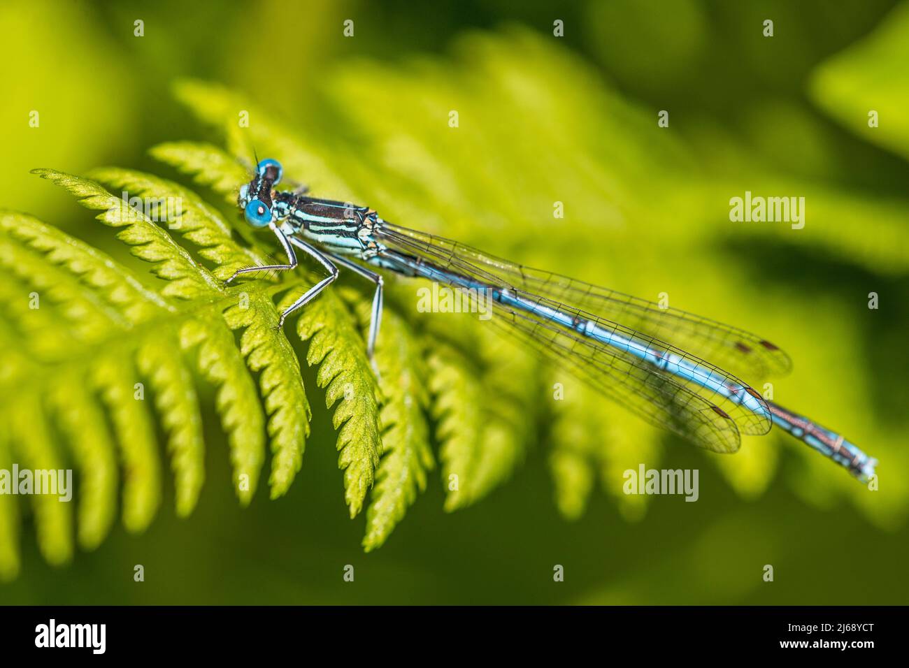 The white-legged damselfly or blue featherleg (Platycnemis pennipes) is a damselfly of slow-flowing, muddy waters, male. Stock Photo