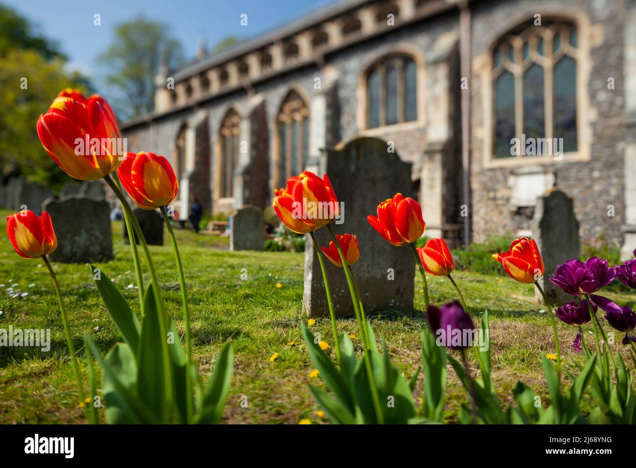 Tulip at a churchyard in Norwich, Norfolk, England. Stock Photo