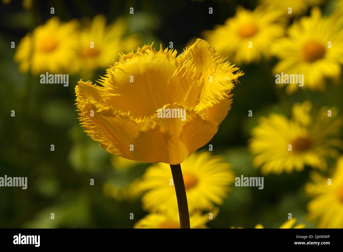 yellow tulip with daisies Stock Photo