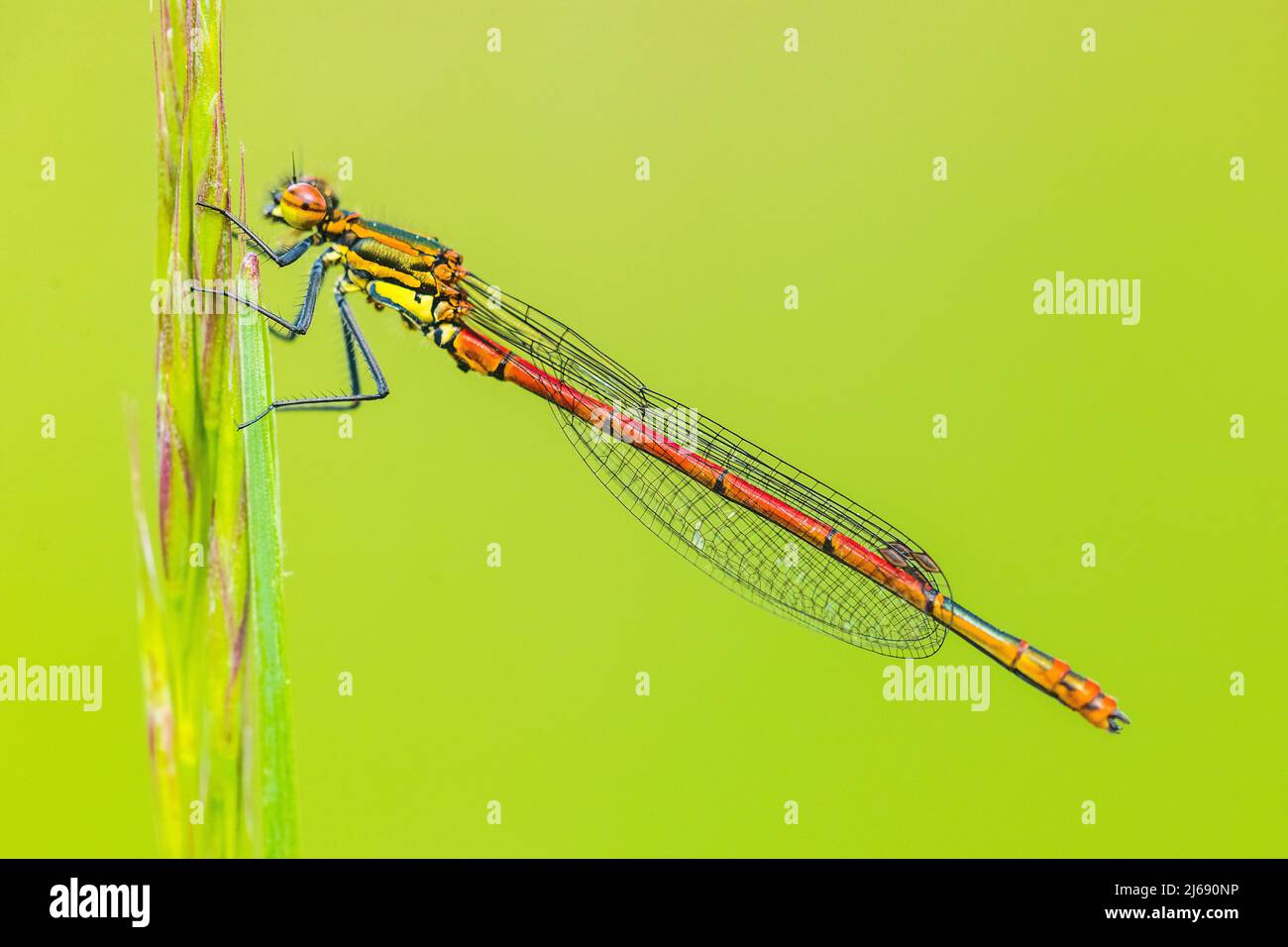 The Large red damselfly, Pyrrhosoma nymphula, is a species of damselflies belonging to the family Coenagrionidae, male. Stock Photo