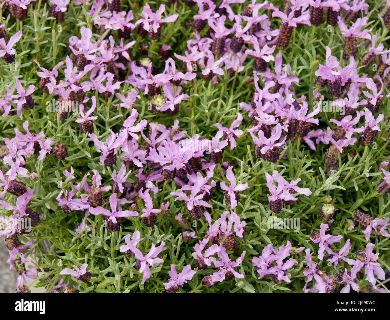producers selling plants and flowers in the street in a spring city