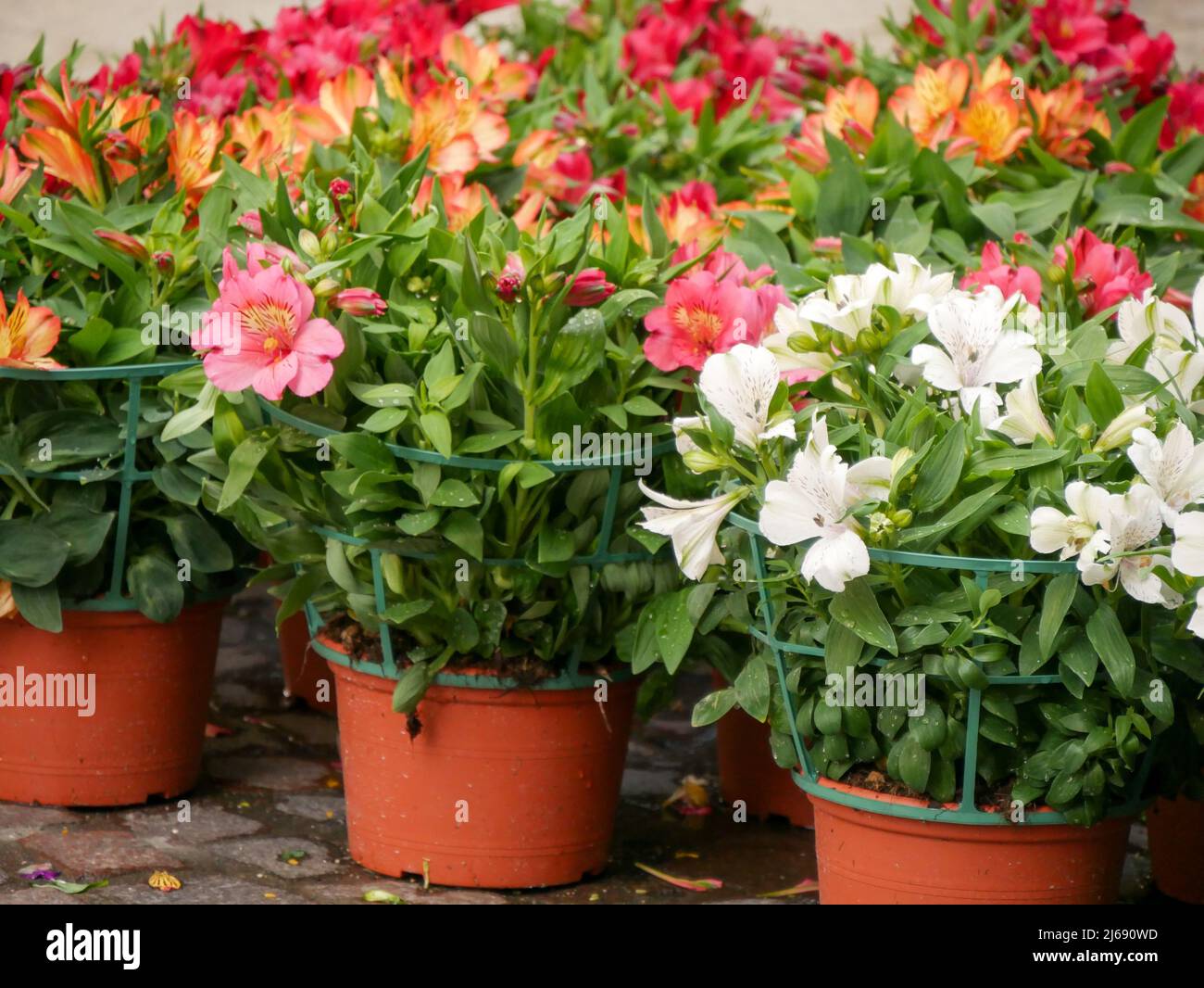 producers selling plants and flowers in the street in a spring city event Stock Photo