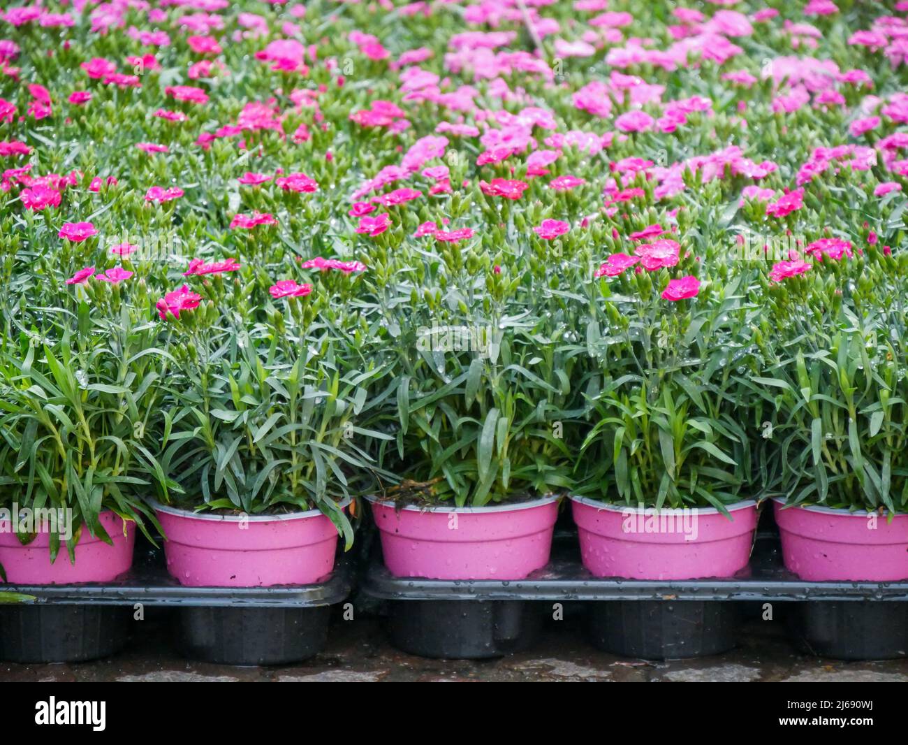 producers selling plants and flowers in the street in a spring city