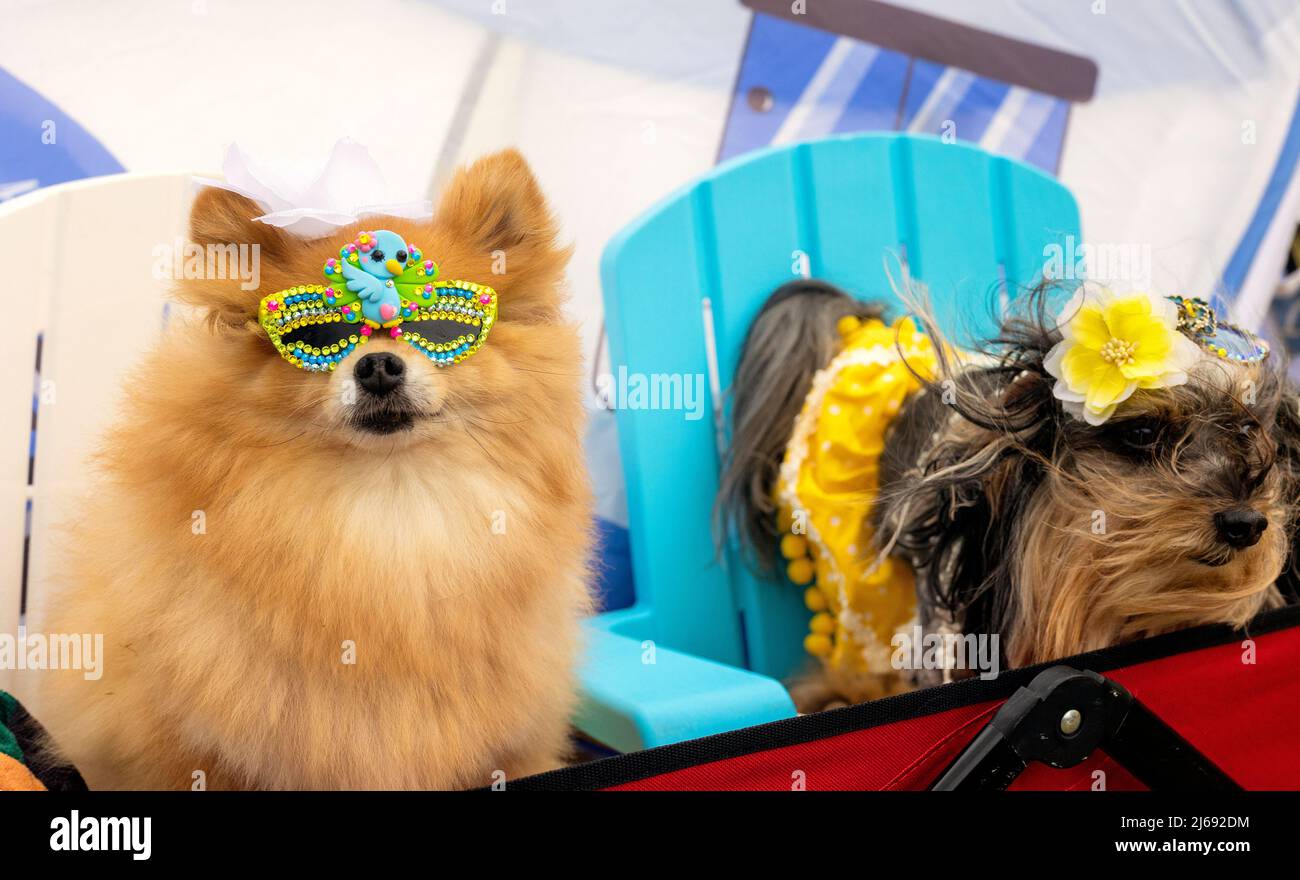 Buda, Texas 2022 Wiener Dog Festival Stock Photo