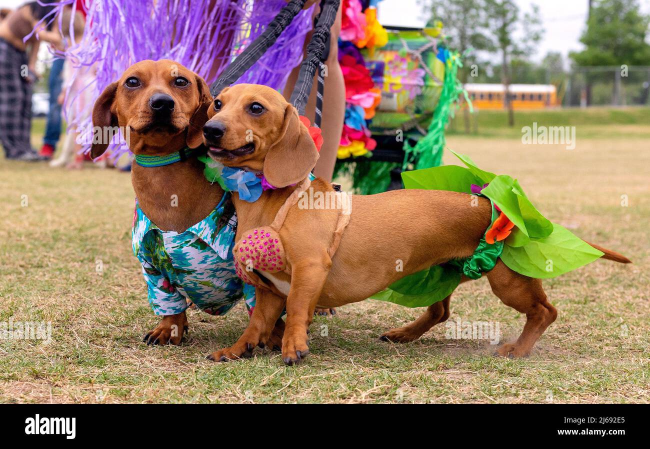 Buda, Texas 2022 Wiener Dog Festival Stock Photo