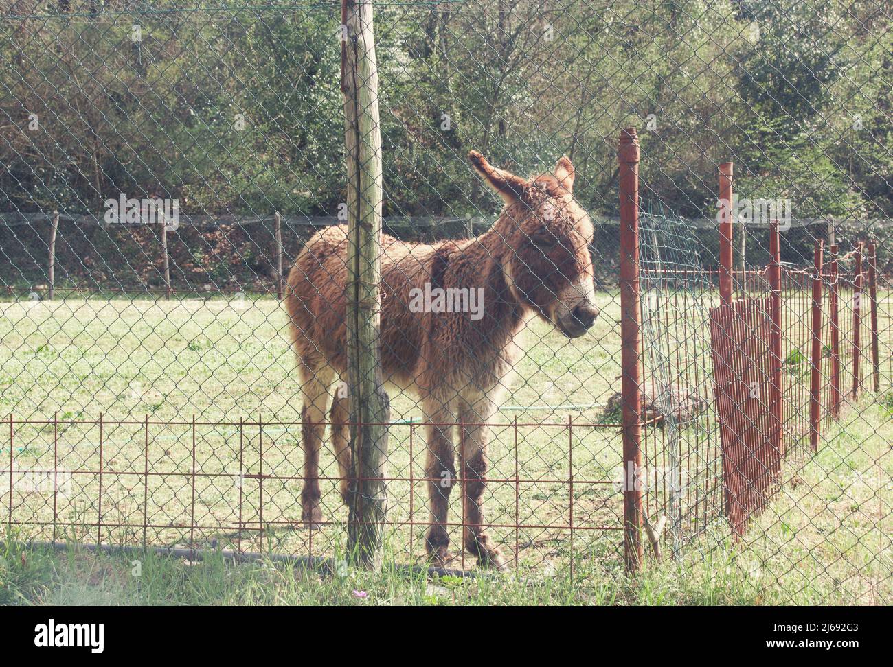 Shot of a brown donkey inside a fence Stock Photo Alamy