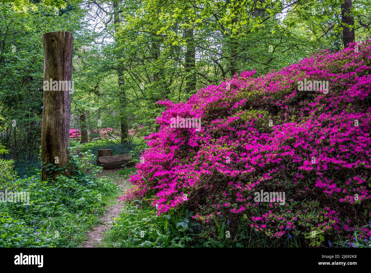 Azalea in Isabella Plantation, Richmond Park, London, England, UK Stock