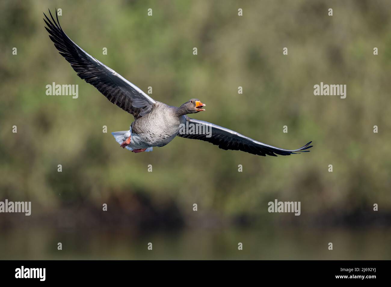 A noisy greylag goose (anser anser), wings spread wide, flying over a lake in Kent, England. Stock Photo