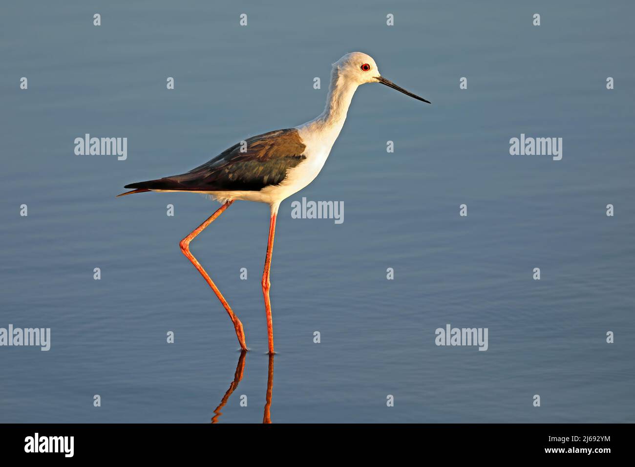 Black-winged stilt (Himantopus himantopis) wading in shallow water, South Africa Stock Photo