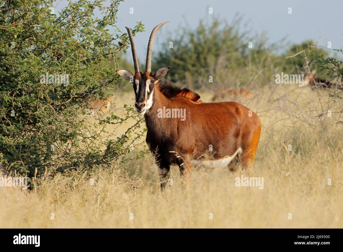 A sable antelope (Hippotragus niger) in natural habitat, South Africa Stock Photo