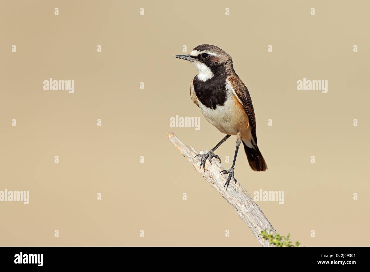 A capped wheatear (Oenanthe pileata) perched on a branch, South Africa Stock Photo