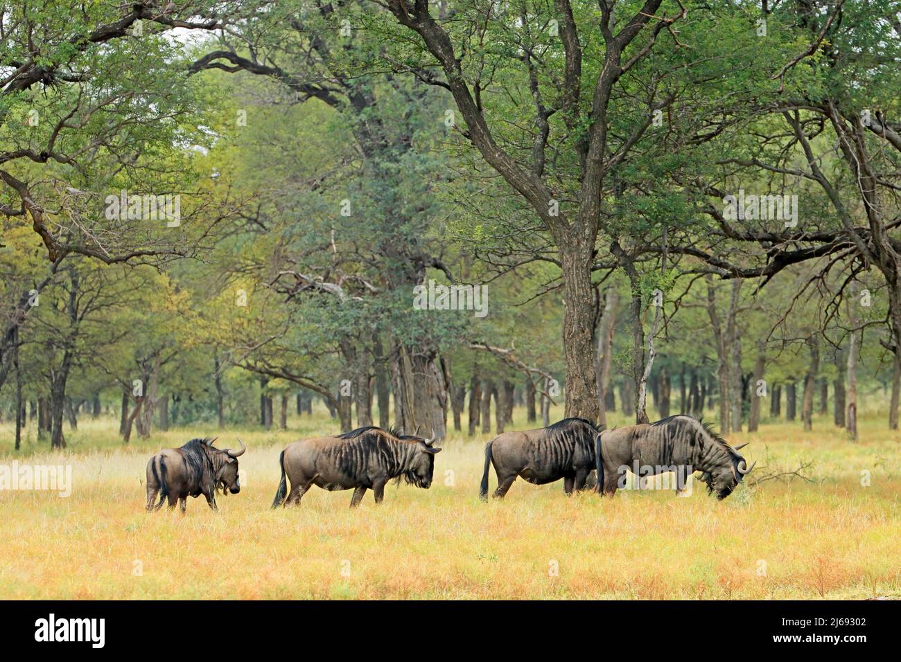 Blue wildebeest (Connochaetes taurinus) herd in savannah landscape, South Africa Stock Photo