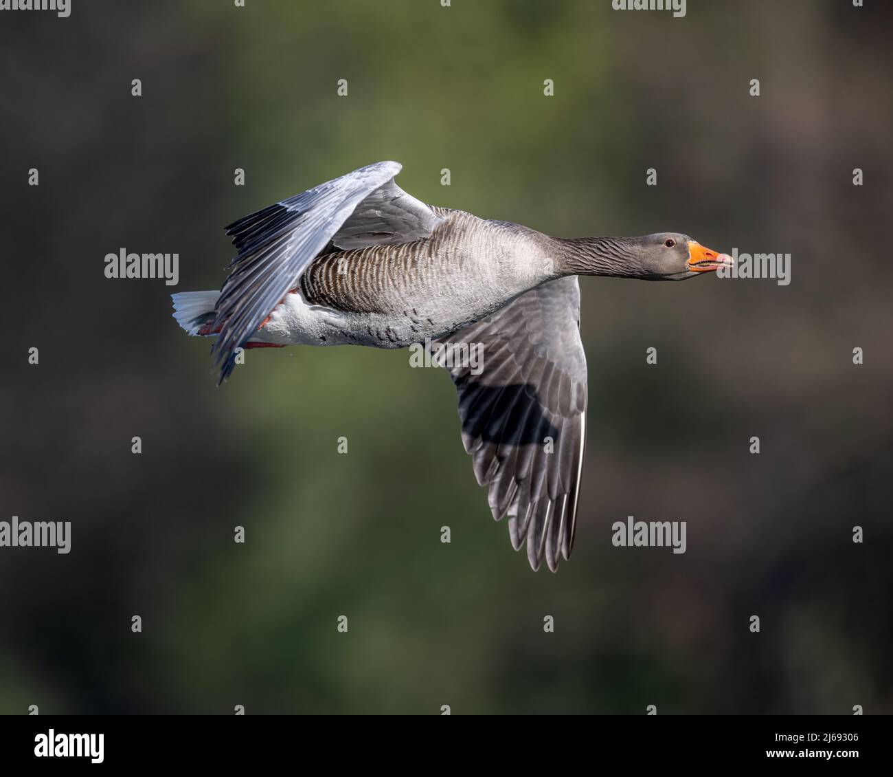 A greylag goose (anser anser) graceful in flight over a lake in Kent. Stock Photo