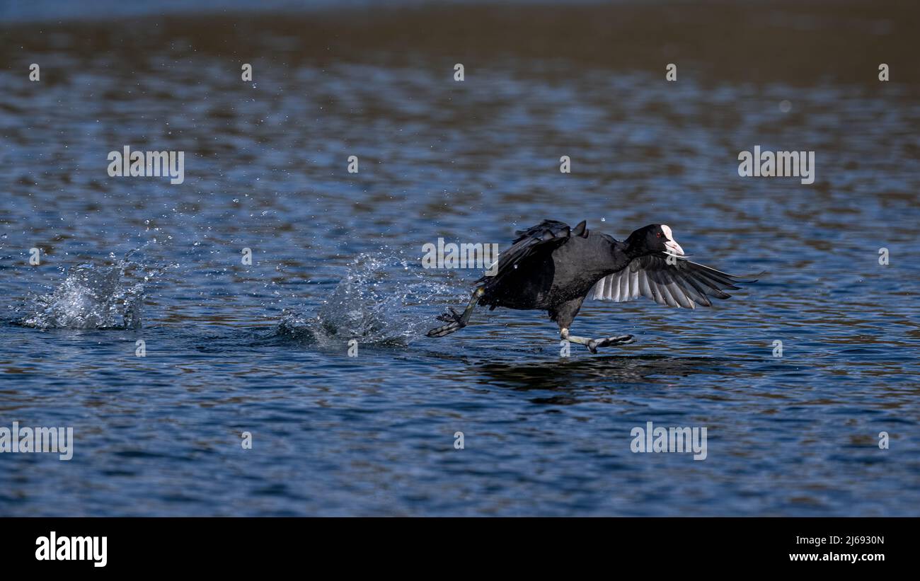 A Eurasian Coot (Fulica atra) splashes across the water of a dark pond in Kent while escaping from an adversary Stock Photo
