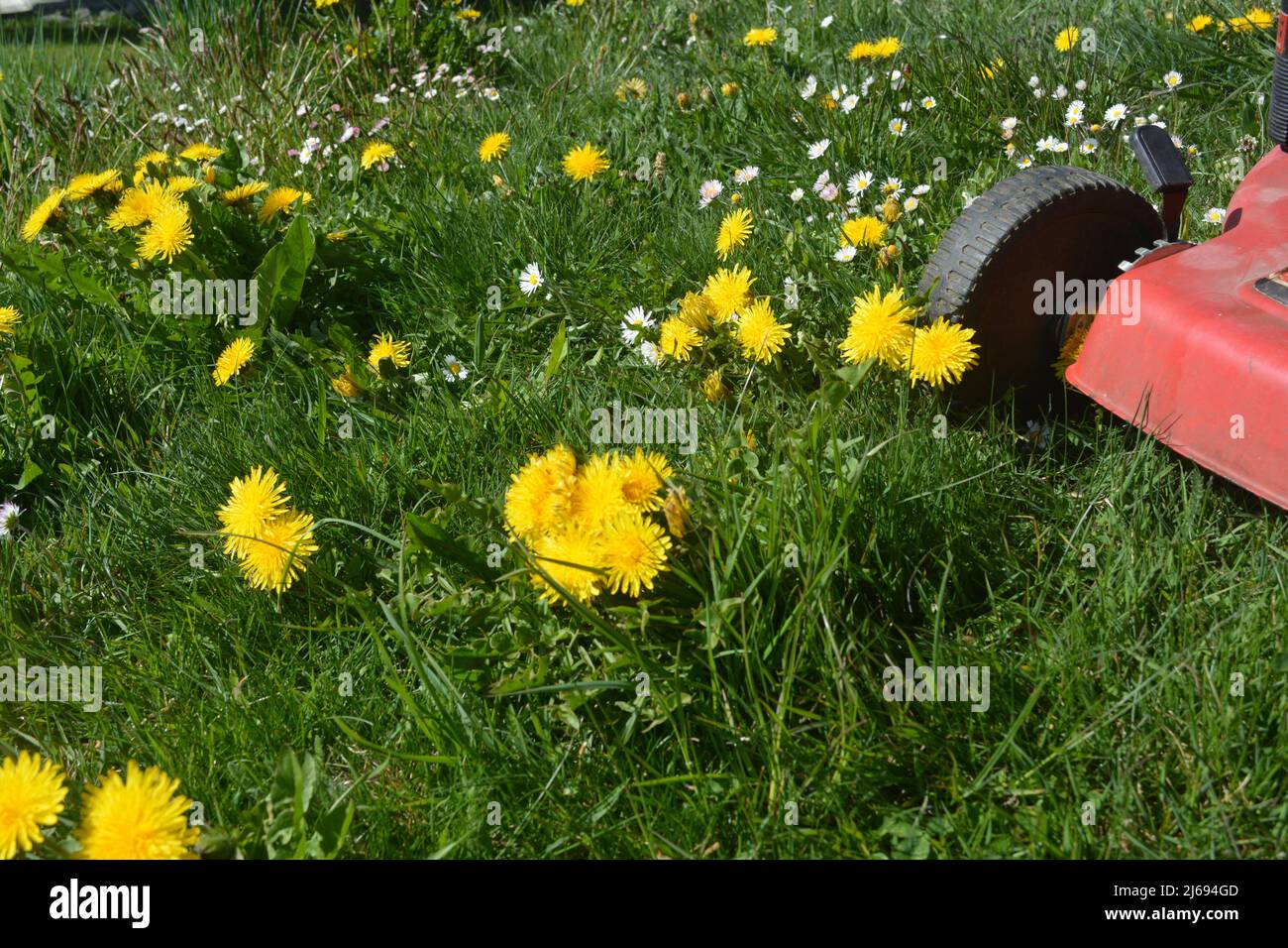 mow a flower meadow with a lawnmower Stock Photo Alamy