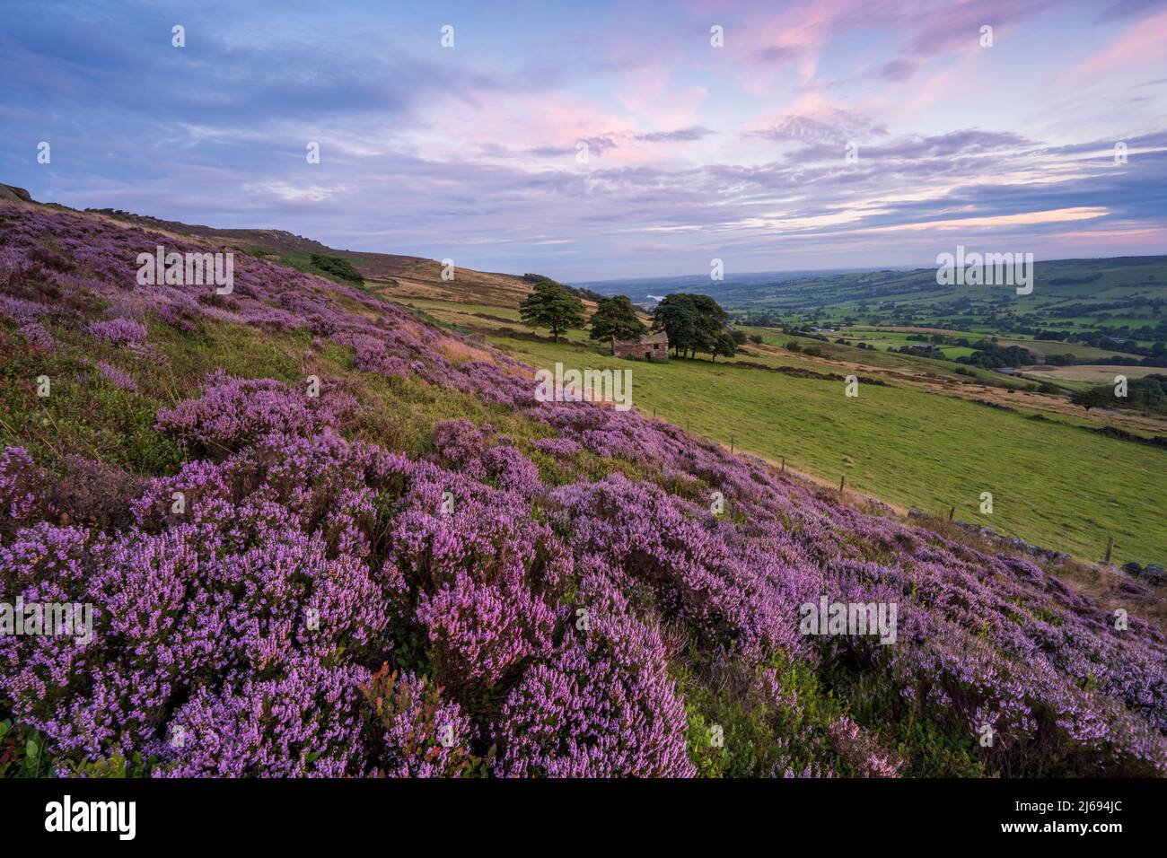 Flowering heather and derelict barn at Roach End, The Roaches, Staffordshire, England, United Kingdom, Europe Stock Photo