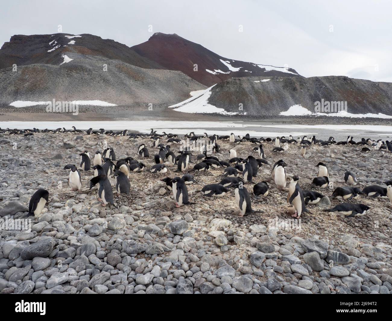 An Adelie penguin (Pygoscelis adeliae), colony on Paulet Island, Weddell Sea, Antarctica, Polar Regions Stock Photo