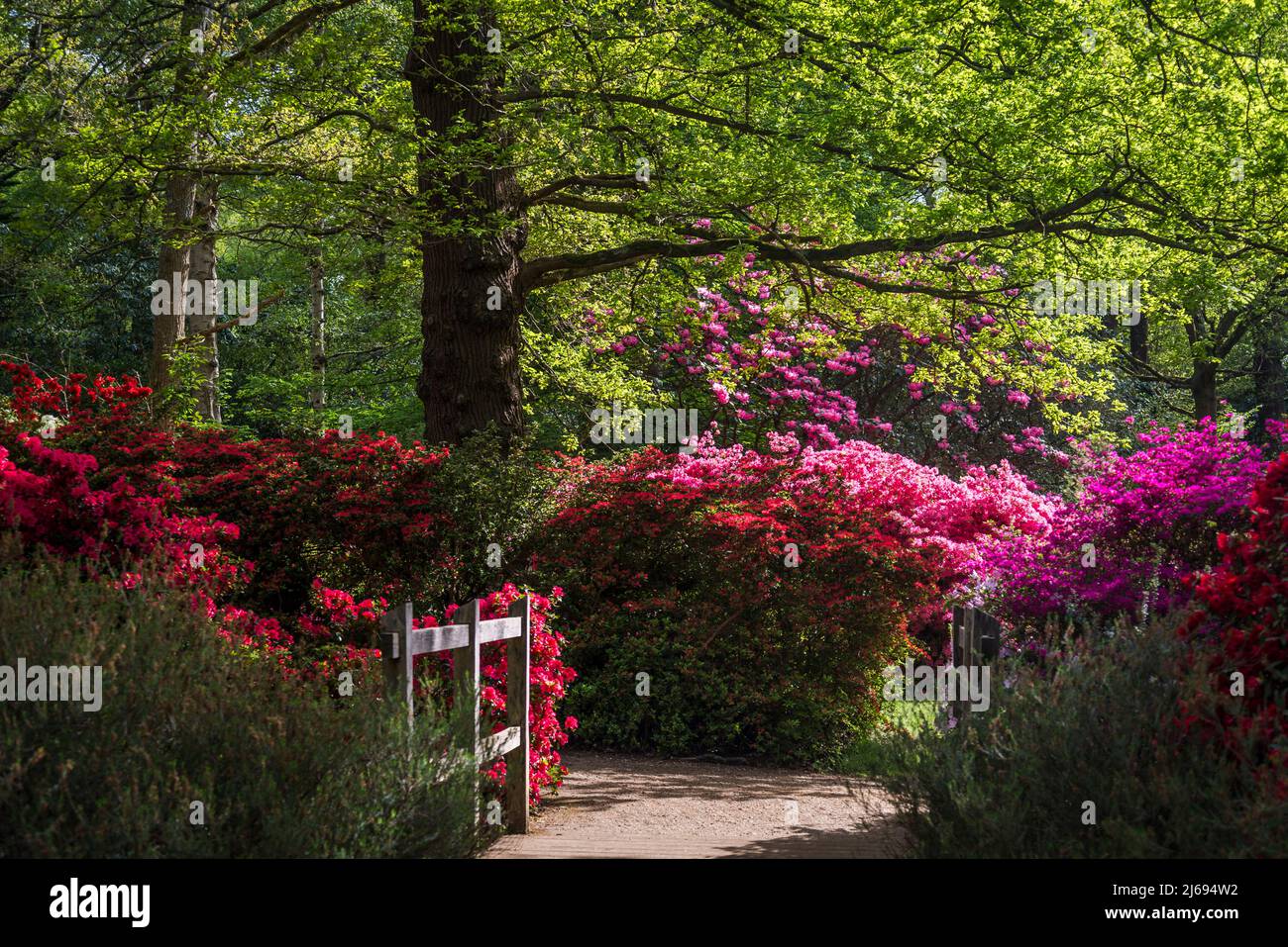 Azalea in Isabella Plantation, Richmond Park, London, England, UK Stock Photo