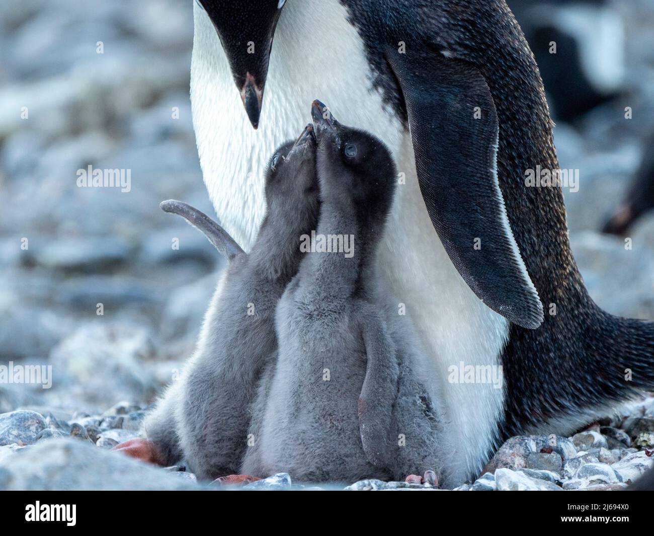 Adelie penguin (Pygoscelis adeliae) parent feeding chicks at Brown Bluff, Antarctic Sound, Antarctica, Polar Regions Stock Photo