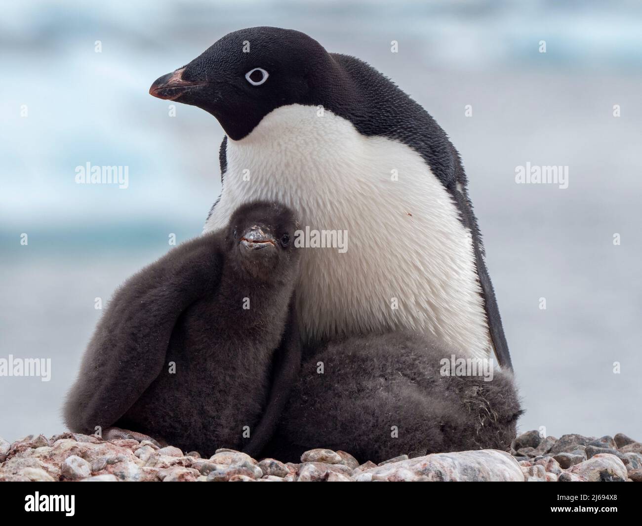 Adelie penguin (Pygoscelis adeliae), adult and chicks at a breeding ...