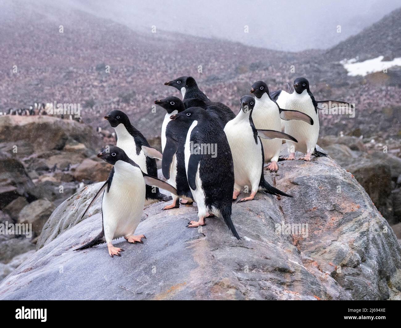 Adelie penguins (Pygoscelis adeliae), on a rock at a breeding colony on ...