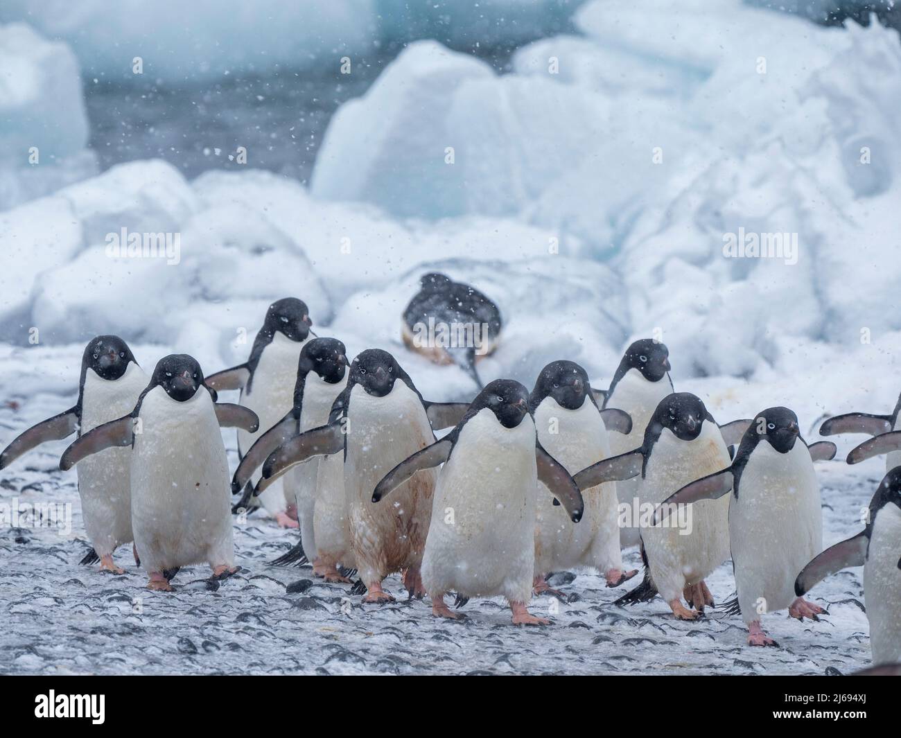 Adelie penguins (Pygoscelis adeliae), marching on the beach at Brown Bluff, Antarctic Sound, Antarctica, Polar Regions Stock Photo
