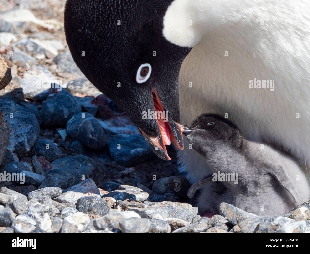 Adelie penguin (Pygoscelis adeliae) parent feeding chick at Brown Bluff, Antarctic Sound, Antarctica, Polar Regions Stock Photo