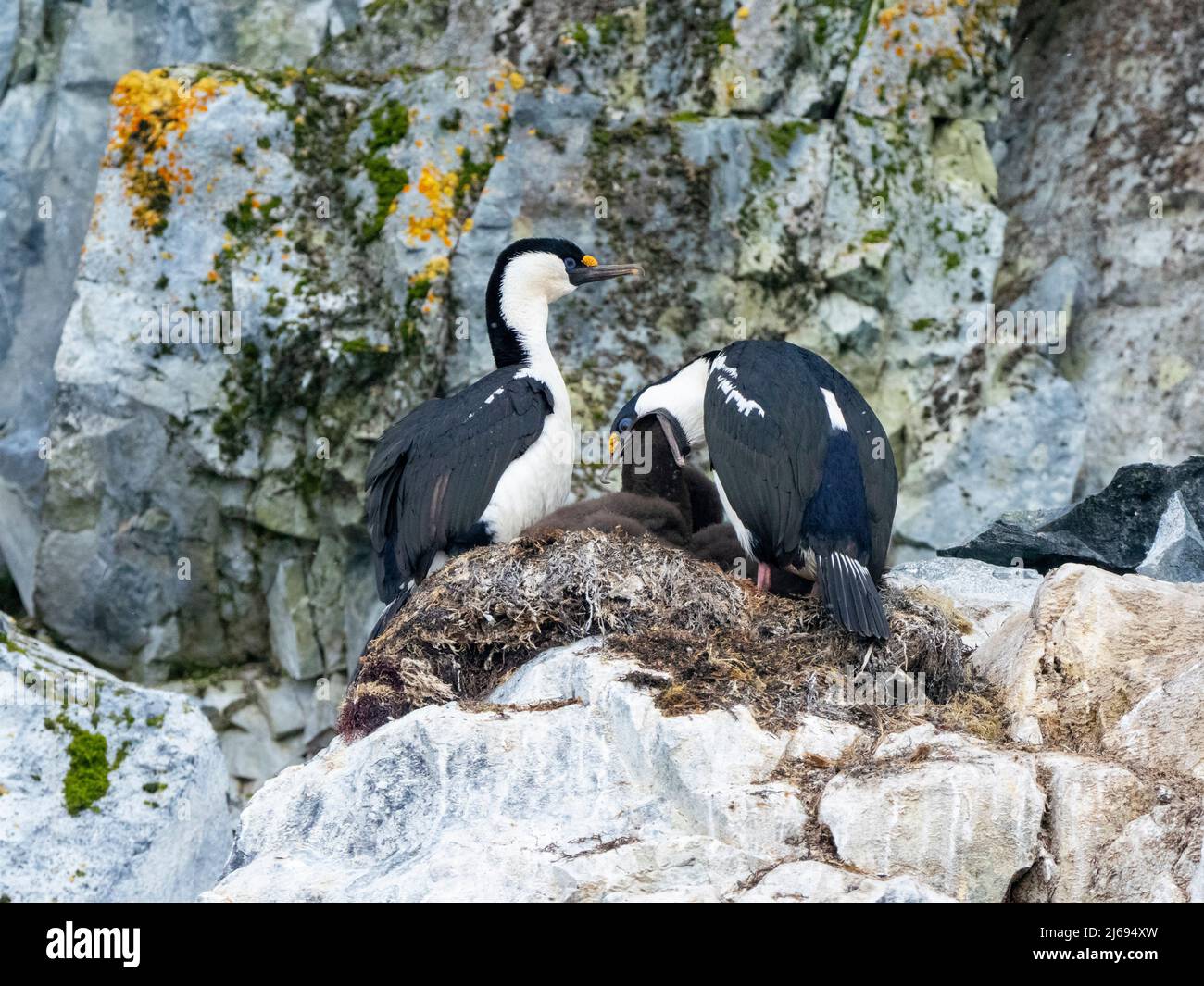 Antarctic shags (Leucocarbo bransfieldensis), feeding chick on Brabant Island, Antarctica, Polar Regions Stock Photo