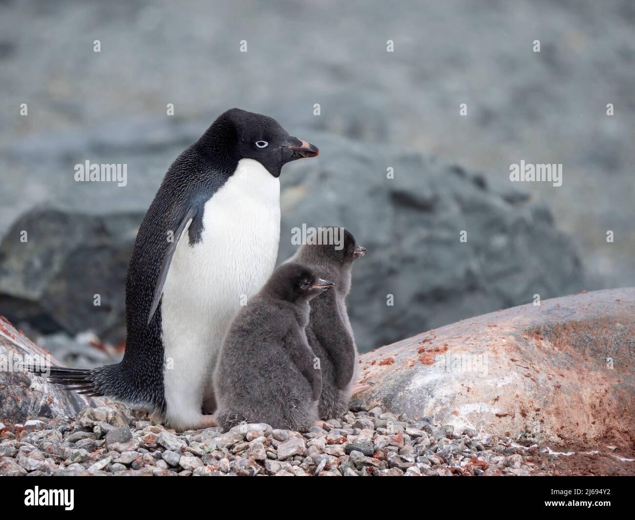 Adelie penguin (Pygoscelis adeliae), parent with chicks on Tay Head, Joinville Island, Antarctica, Polar Regions Stock Photo