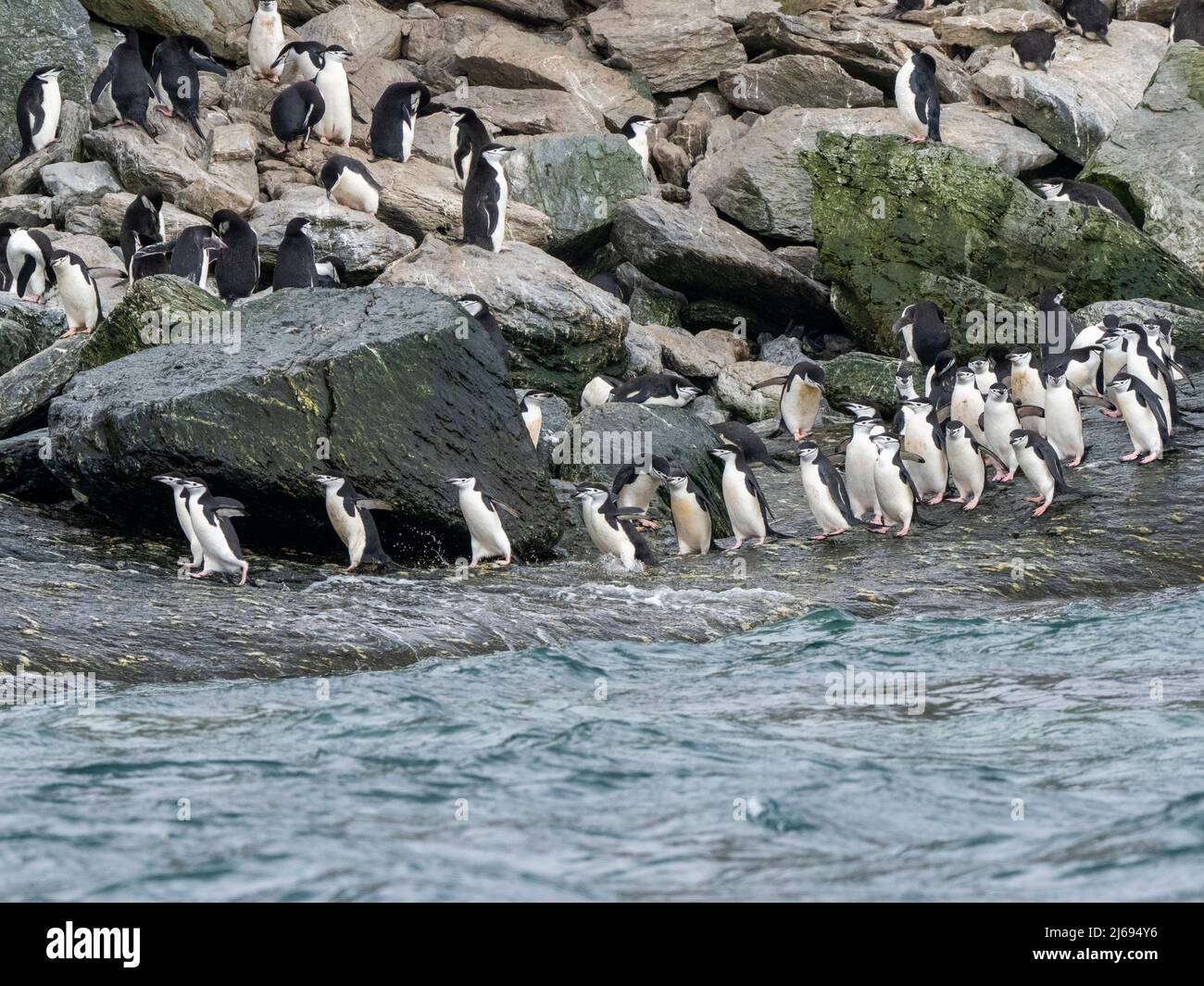 Chinstrap penguins (Pygoscelis antarcticus), marching to the sea on Coronation Island, South Orkneys, Antarctica, Polar Regions Stock Photo