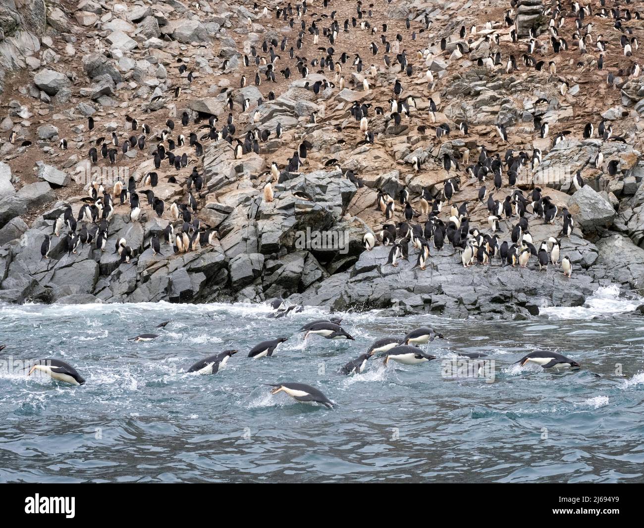 Adelie penguins (Pygoscelis adeliae), leaping near breeding colony ...