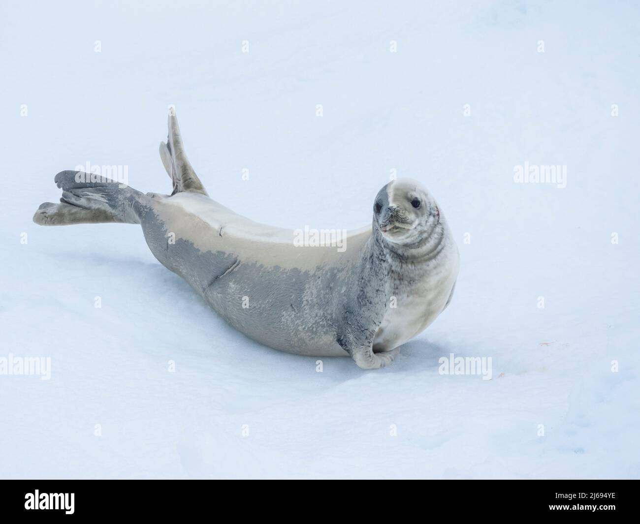 Adult crabeater seal (Lobodon carcinophaga), on ice in the Bellingshausen Sea, Antarctica, Polar Regions Stock Photo