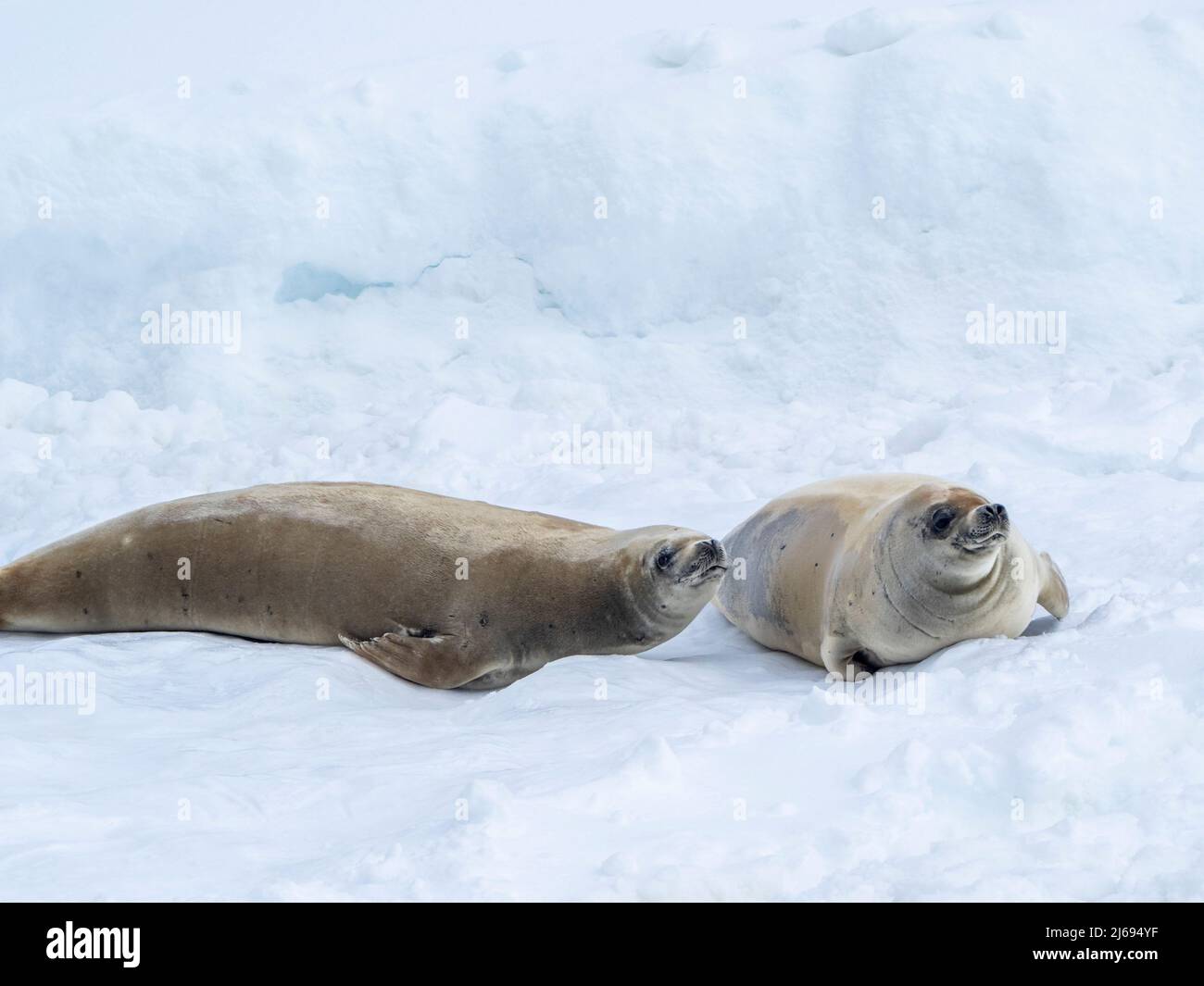 Adult crabeater seals (Lobodon carcinophaga), on ice in the Lemaire Channel, Antarctica, Polar Regions Stock Photo