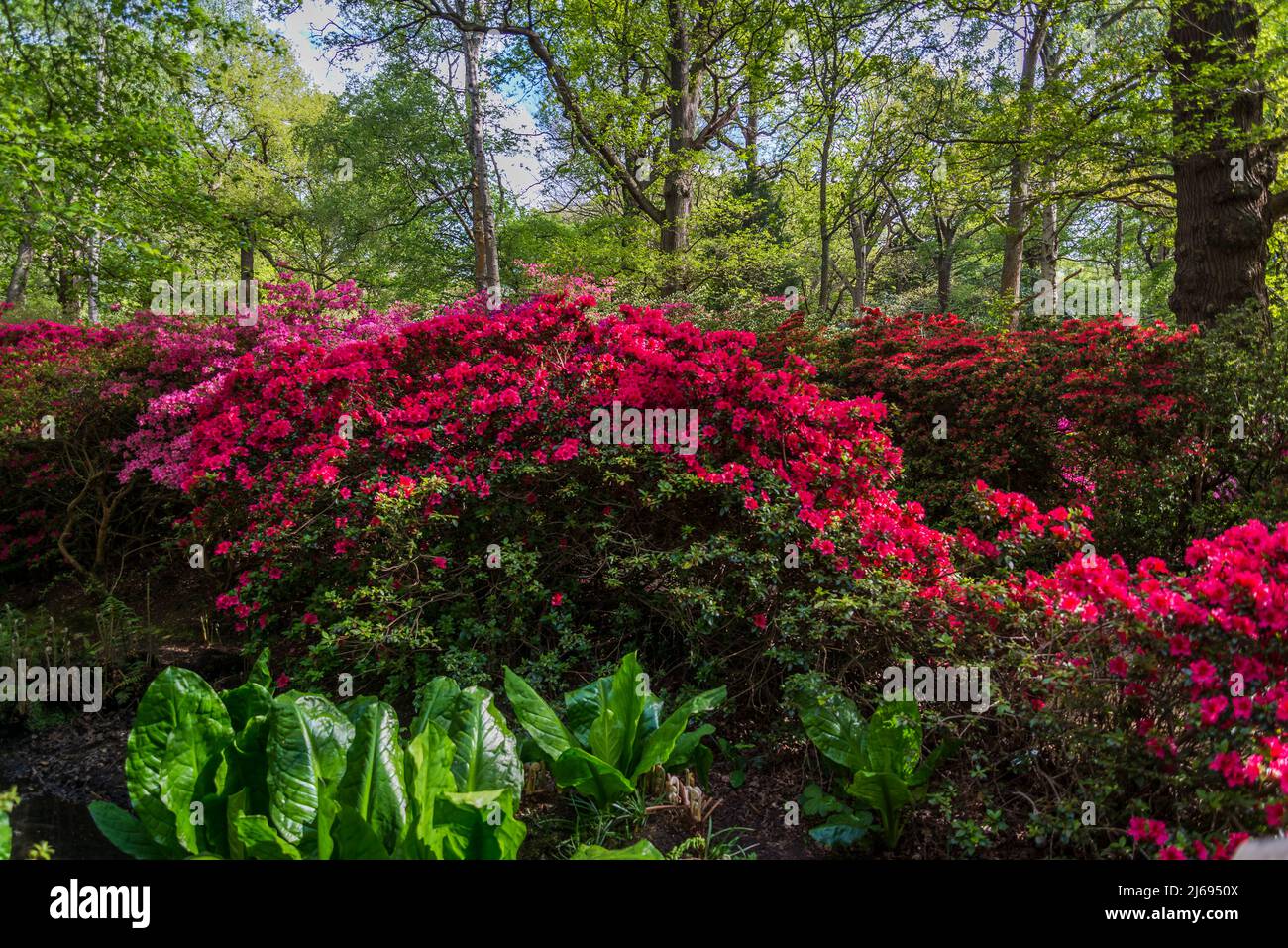 Azalea in Isabella Plantation, Richmond Park, London, England, UK Stock Photo