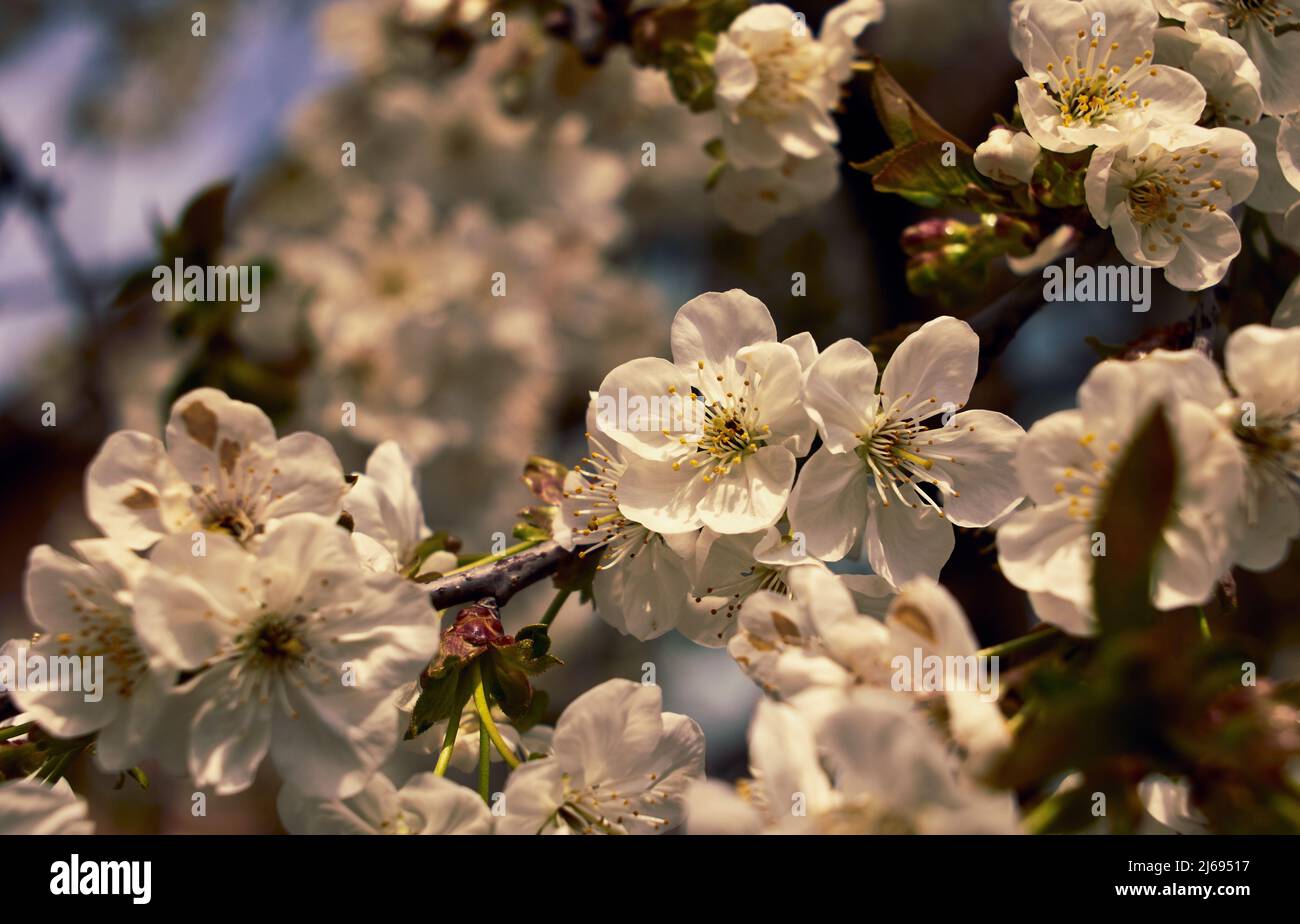 Close up photo of cherry blossoms in sunlight with blurry background ...