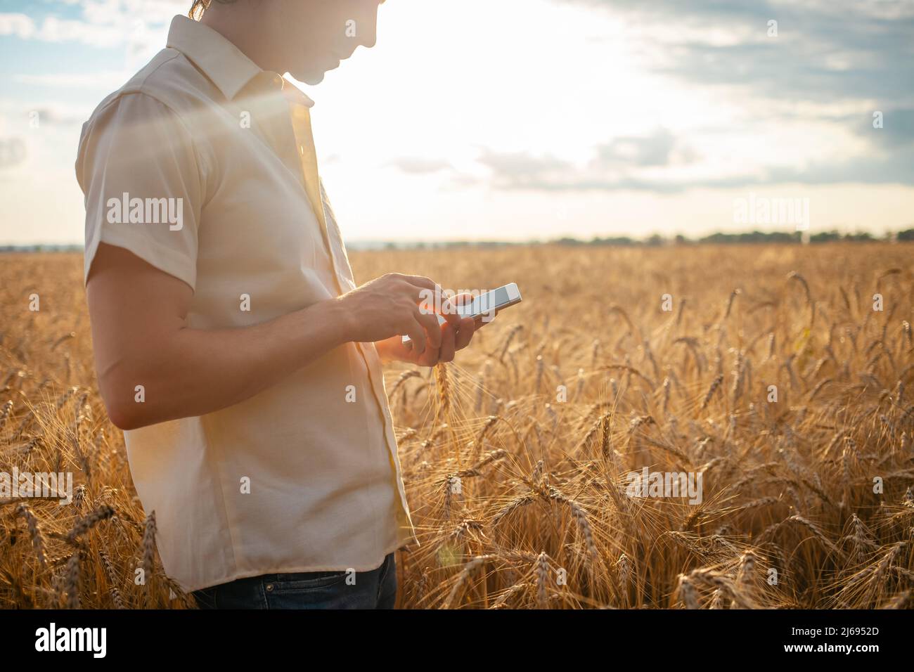 A young man agronomist uses modern technology in a wheat field. Ripe barley, sunset. The specialist calculates losses from rains and bad weather. Profit, well-being of agriculture. Agrarian Stock Photo