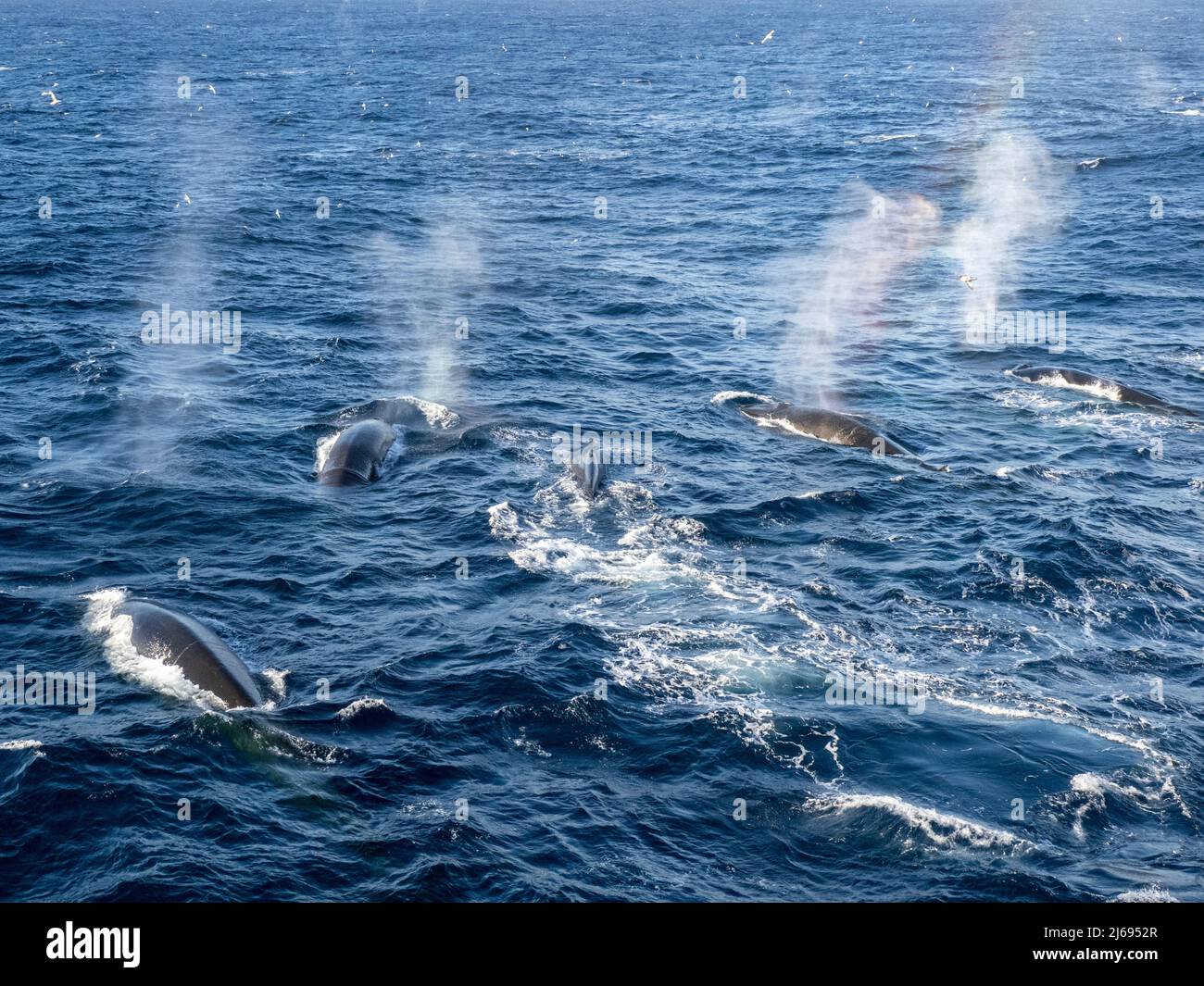 Adult fin whales (Balaenoptera physalus), feeding on krill near Coronation Island, South Orkney Islands, Antarctica, Polar Regions Stock Photo