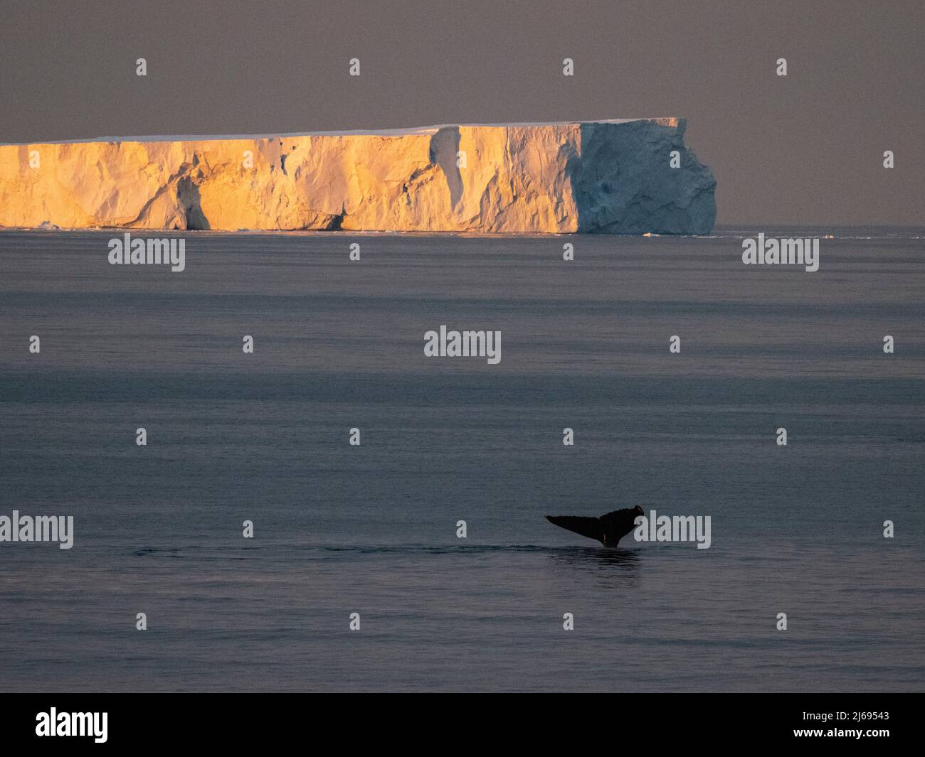 An adult humpback whale (Megaptera novaeangliae), flukes up dive at sea to Peter I Island, Antarctica, Polar Regions Stock Photo