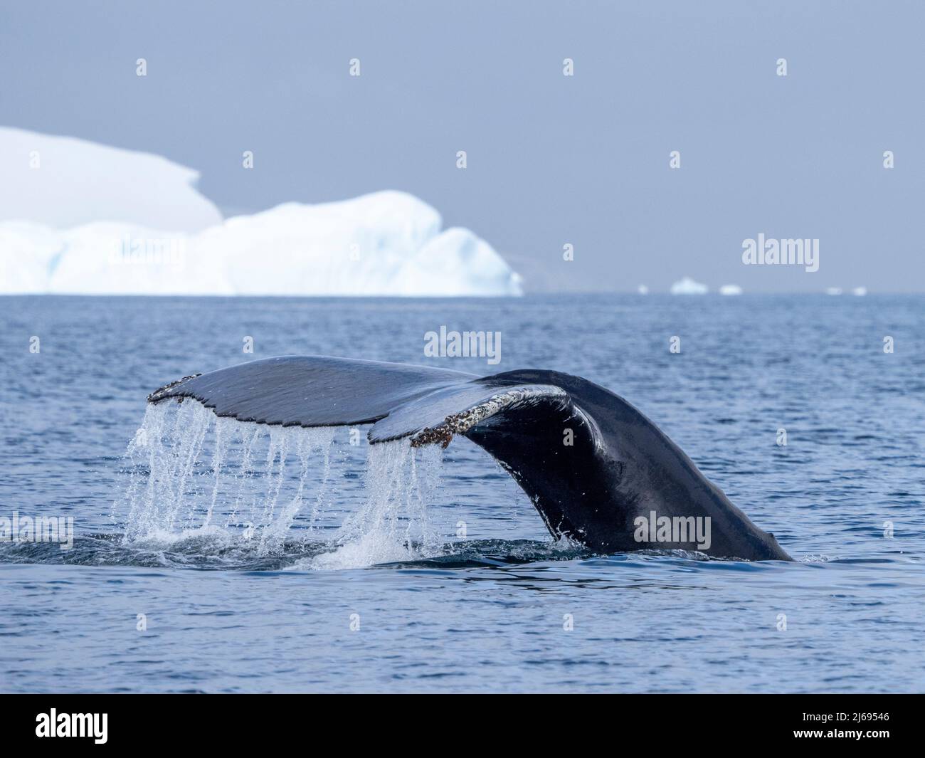 An adult humpback whale (Megaptera novaeangliae), flukes up dive amongst ice at Brabant Island, Antarctica, Polar Regions Stock Photo