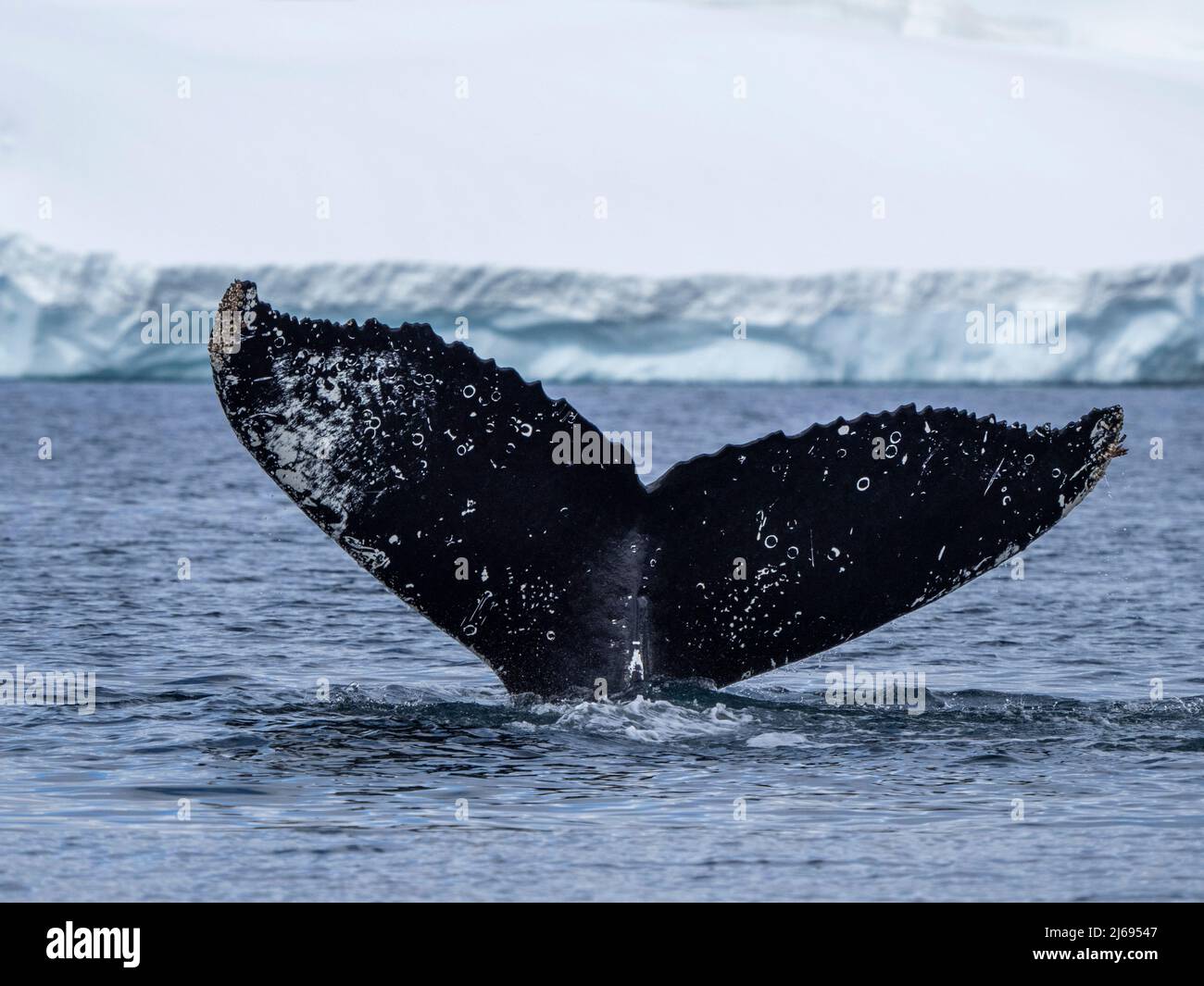 An adult humpback whale (Megaptera novaeangliae), flukes up dive amongst ice at Brabant Island, Antarctica, Polar Regions Stock Photo