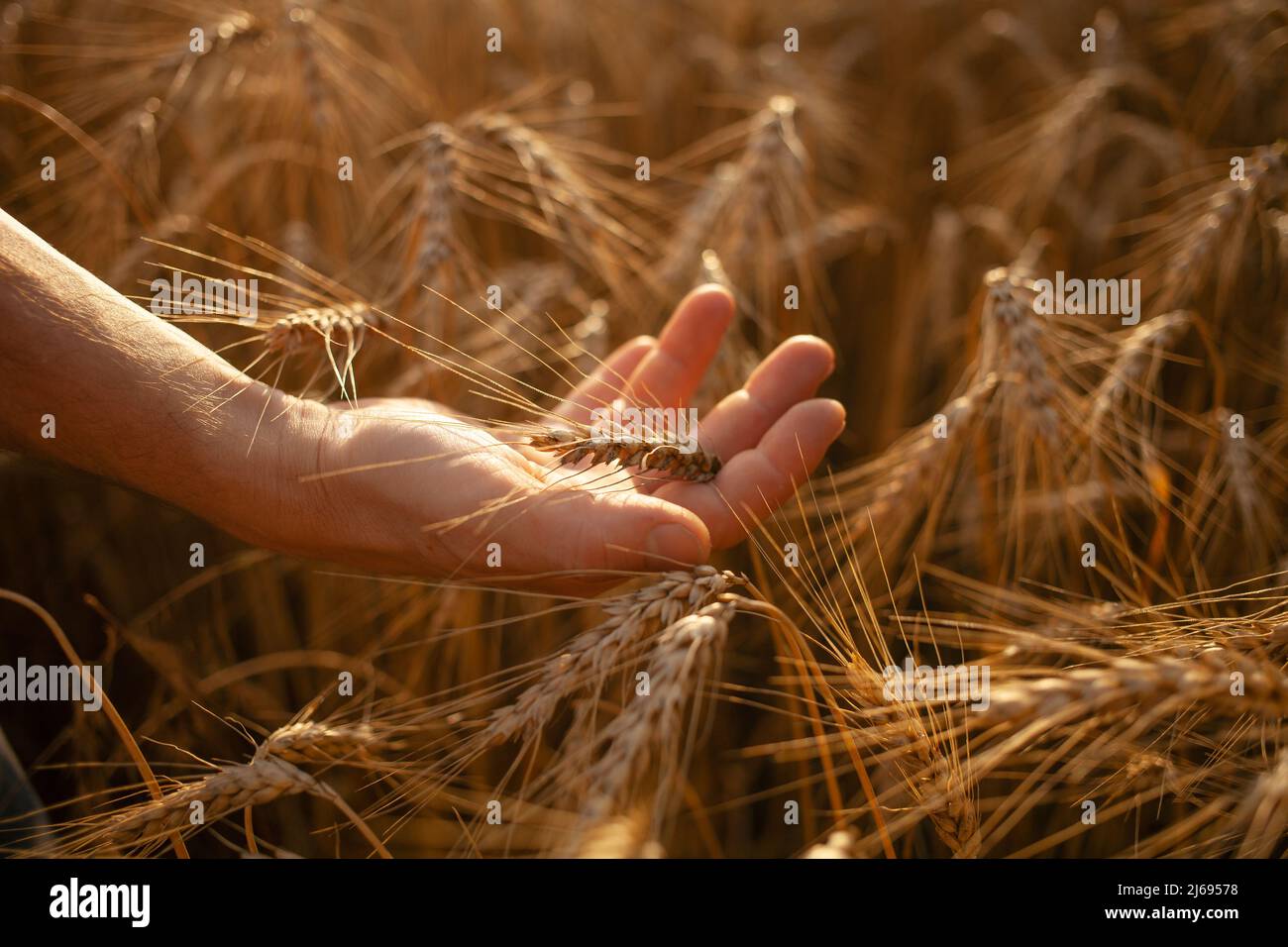 A man agronomist checks the quality of the crop. Ripe wheat, a field of ...