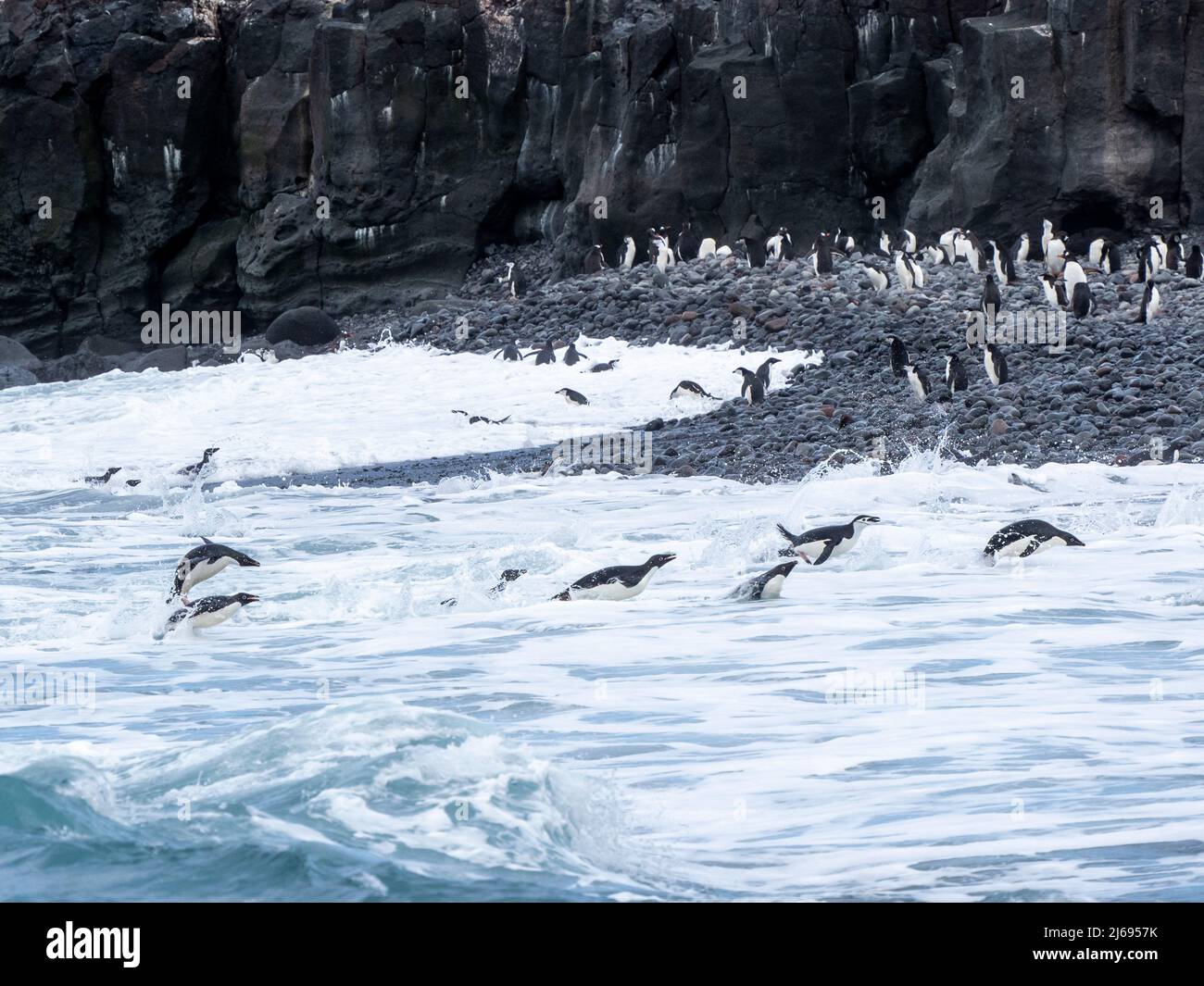 Adult Adelie penguins (Pygoscelis adeliae), swimming for the shoreline, Thule Island, South Sandwich Islands, South Atlantic, Polar Regions Stock Photo