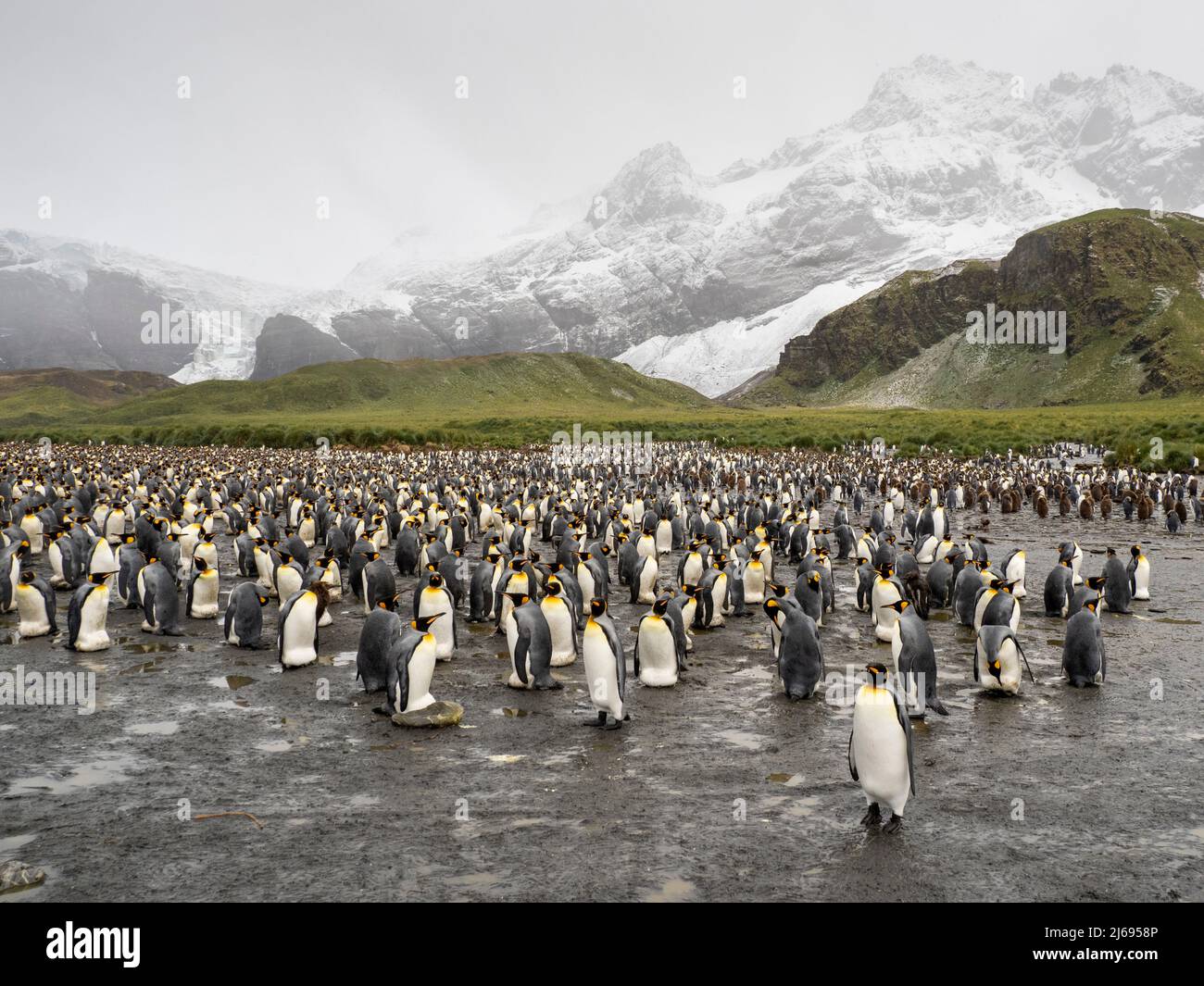 King penguin (Aptenodytes patagonicus), breeding colony in Gold Harbour, South Georgia, South Atlantic, Polar Regions Stock Photo