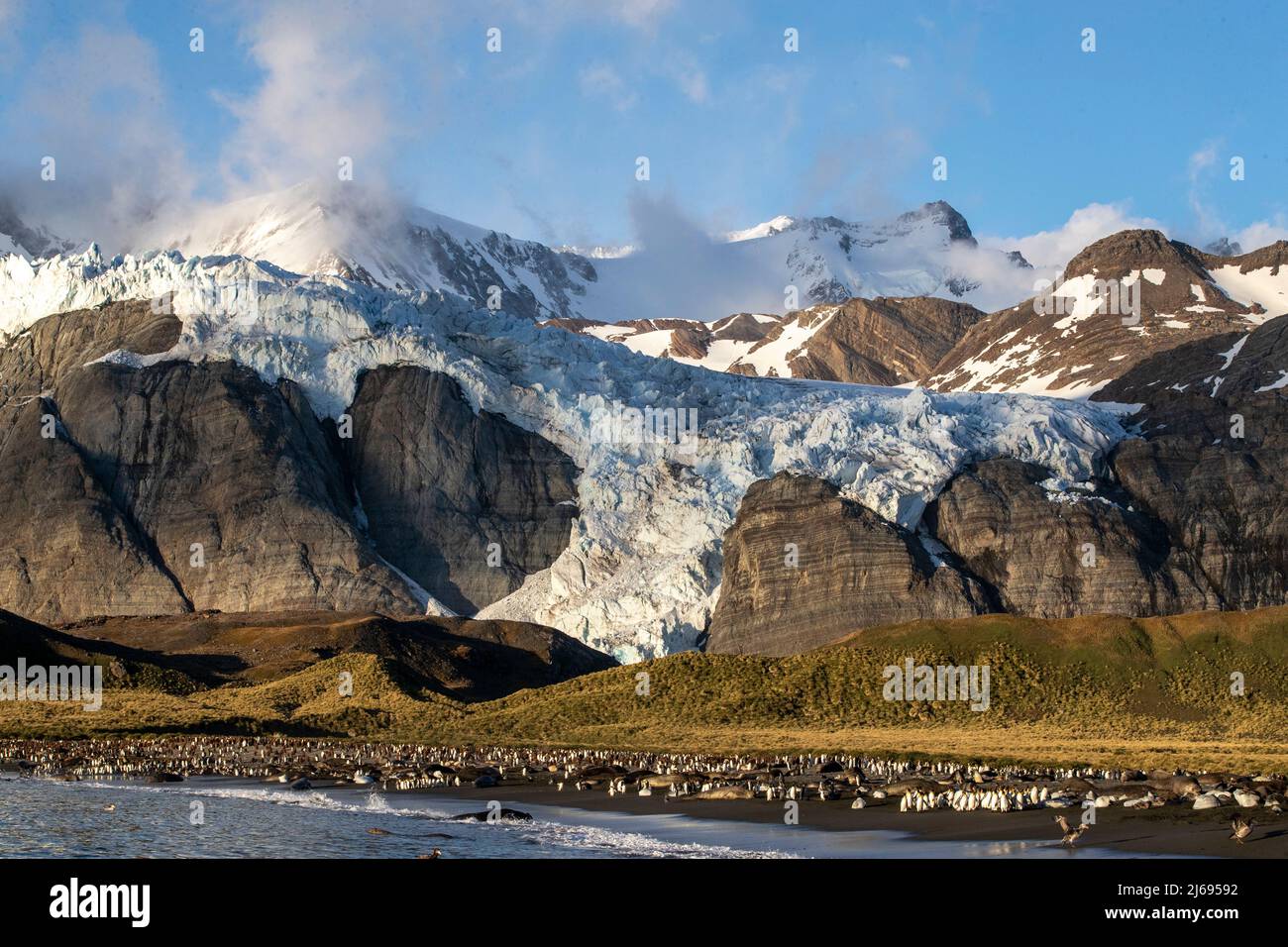 A view of the Bertrab Glacier in Gold Harbour on the island of South Georgia, South Atlantic, Polar Regions Stock Photo