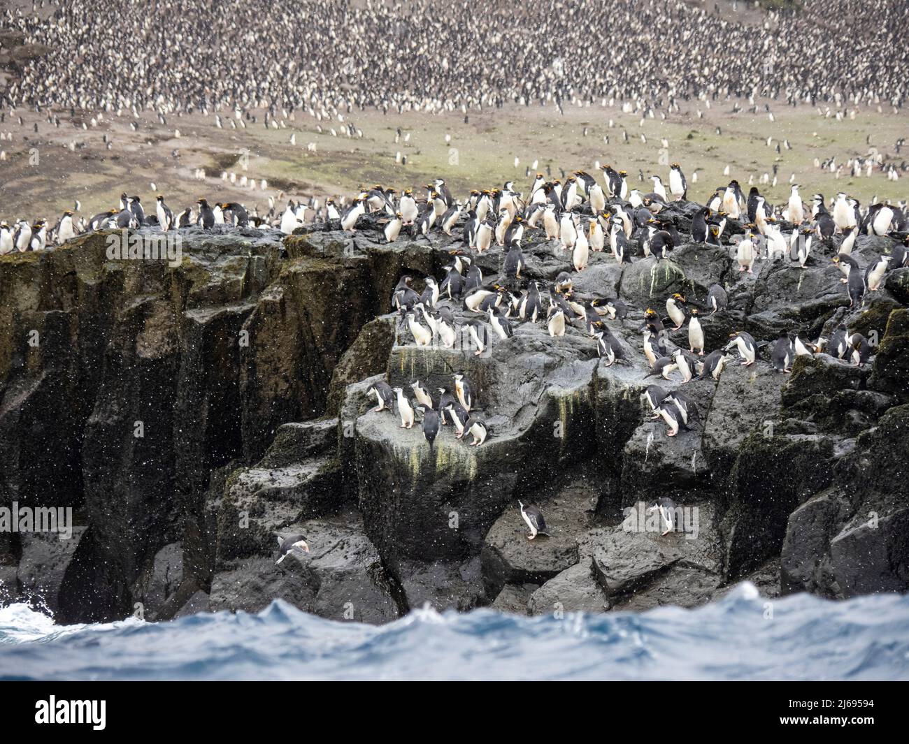 Chinstrap penguins (Pygoscelis antarcticus), diving off a cliff in to the sea, Zavodovski Island, South Sandwich Islands, South Atlantic Stock Photo