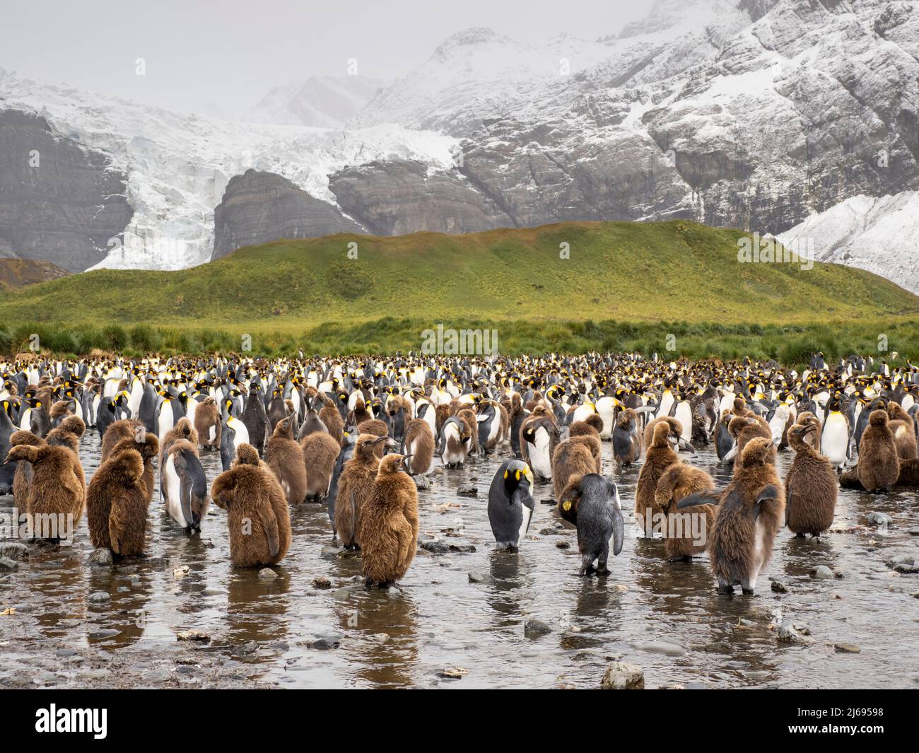 King penguin (Aptenodytes patagonicus), oakum boys at breeding colony in Gold Harbour, South Georgia, South Atlantic, Polar Regions Stock Photo