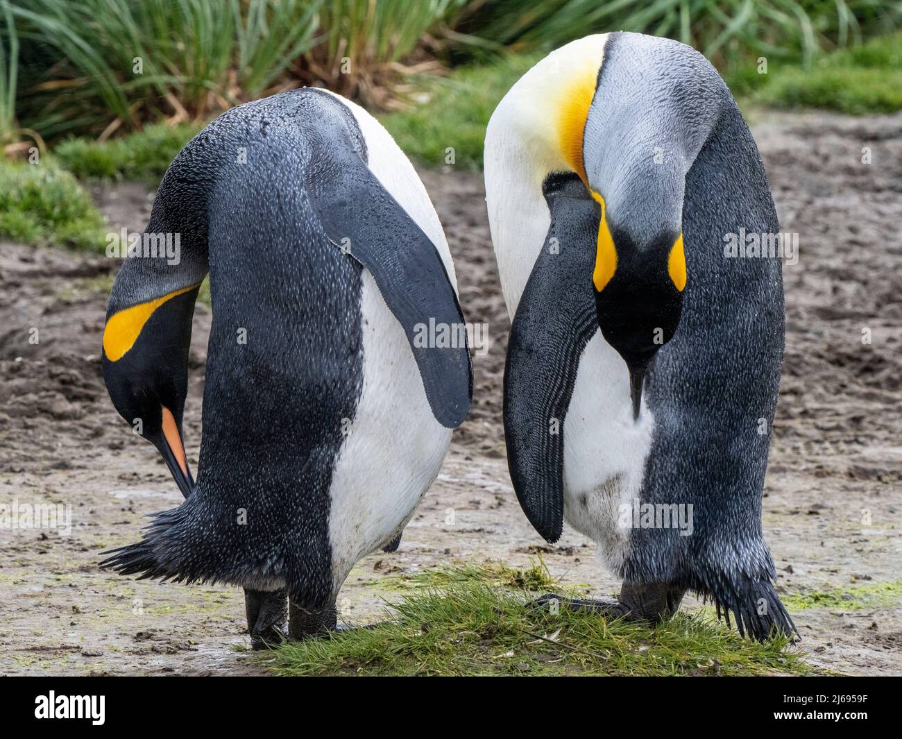 King penguins (Aptenodytes patagonicus) preening themselves at Salisbury Plain, South Georgia, South Atlantic, Polar Regions Stock Photo